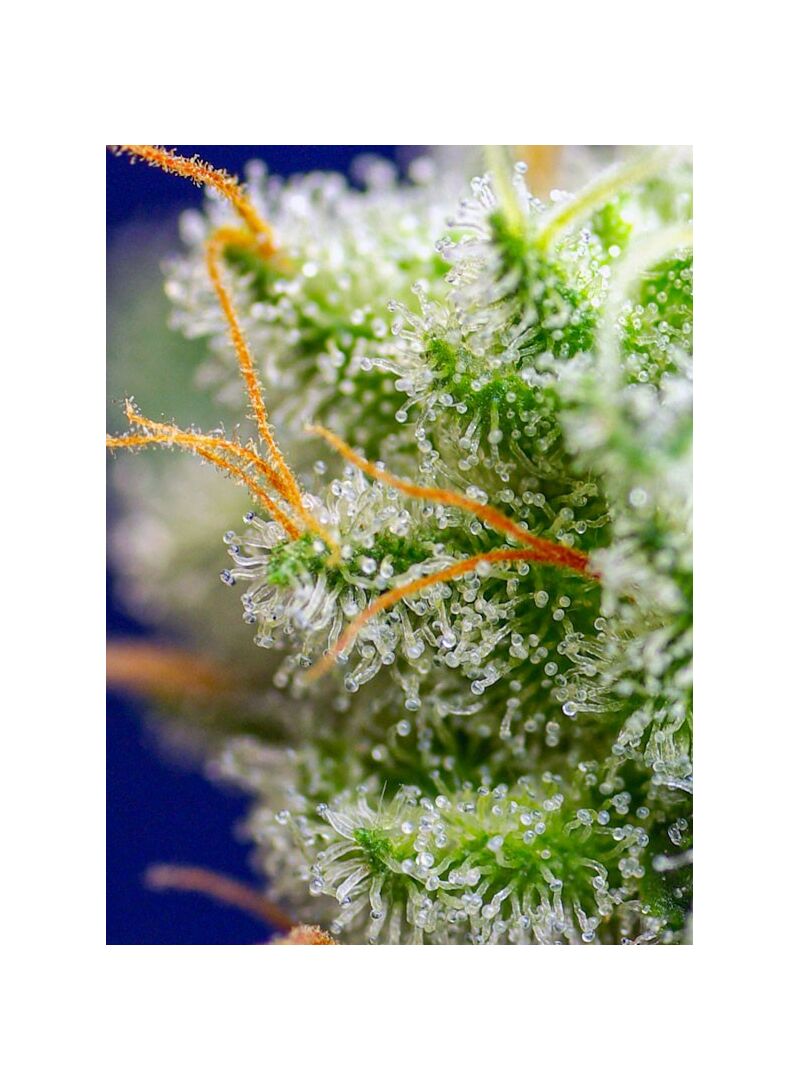 Sweet Zenzation, Фасовка: 5+2, изображение 2